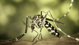 Ανησυχία για την εμφάνιση νέων κρουσμάτων του ιού του Δυτικού Νείλου στην Ελλάδα