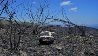 ΔΥΠΑ: Ξεκινούν οι αιτήσεις για 100 θέσεις απασχόλησης σε πυρόπληκτους Δήμους Αττικής
