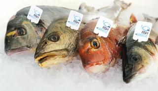 ΕΛΟΠΥ: Επενδύσεις πάνω από 1,8 εκατ. ευρώ στο ελληνικό ψάρι 