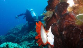 Το πρώτο υποβρύχιο μουσείο της Ελλάδας στην Αλόννησο