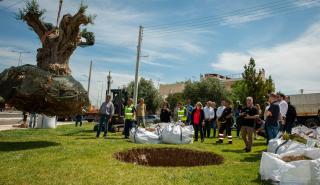Παράδοση ελαιόδεντρων από την ΕΡΓΟΣΕ για μεταφύτευση σε Αθήνα και Ίλιον