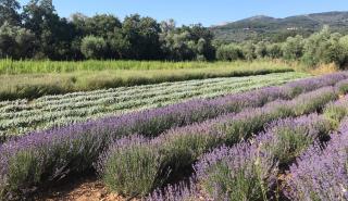 Στη Λάρισα οι πρώτες «βιοκλίνες»