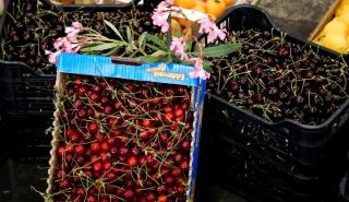 Γιατί τα ελληνικά κεράσια έγιναν περιζήτητα στο εξωτερικό