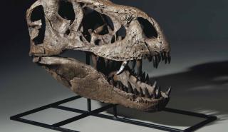 Christie’s: Σε δημοπρασία ένας σκελετός T-rex, ηλικίας 67 εκατομμυρίων ετών