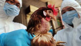 Ογδόντα χιλιάδες κοτόπουλα θα θανατωθούν στην Τσεχία λόγω της γρίπης των πτηνών