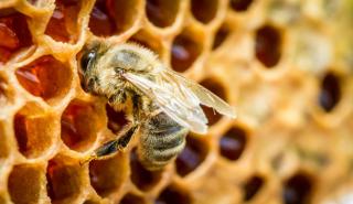 Καβάλα: Πώς ένα τούβλο μετατρέπεται σε οικοδομικό βιότοπο για μέλισσες