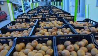 Περιζήτητο το ελληνικό ακτινίδιο στις αγορές του εξωτερικού