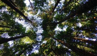 WWF: Αυξημένη η παγκόσμια ανησυχία για την απώλεια της φύσης