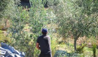 Επηρεάστηκε από την ανομβρία η φετινή παραγωγή ελαιολάδου στη δυτική Κρήτη