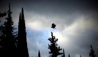 Ρυθμίσεις θήρας για την κυνηγετική περίοδο 2023-2024