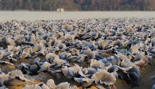 Γαλλία: Επιδότηση 1 δισ. ευρώ στους αγρότες, μετά τις καταστροφές του παγετού