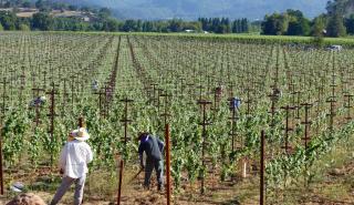 Murphy Good Winery: Πληρώνει 10.000 δολάρια το μήνα και προσφέρει δωρεάν διαμονή στον αμπελώνα 