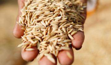 Γιατί όλοι μιλούν για τη διατροφή χωρίς γλουτένη;