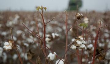 Η Ελλάδα πρωταθλήτρια στο ευρωπαϊκό βαμβάκι - Καλύπτει το 80% της παραγωγής