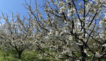 Ανθισμένες κερασιές Πιερίας: Τα sakura trees της Ελλάδας μάγεψαν τους επισκέπτες