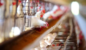 Προβληματίζουν τον ΠΟΥ οι ιοί της γρίπης των πτηνών