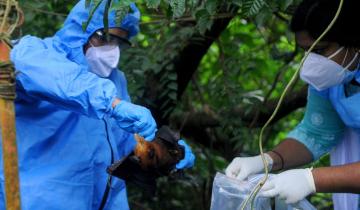 ΠΟΥ: Ο κίνδυνος εξάπλωσης του ιού Νίπα σε παγκόσμιο επίπεδο είναι χαμηλός