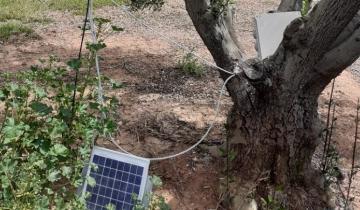 Αγουρέλαιο Χαλκιδικής: Καινοτόμo πρωτόκολλο παραγωγής «εκτοξεύει» τις δυνατότητες των ελαιοκαλλιεργητών