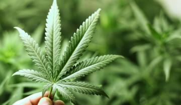 Τραμπ: Αναμένεται να χαλαρώσει άμεσα το ρυθμιστικό πλαίσιο για τη μαριχουάνα