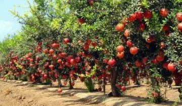 Η δύναμη των ροδιών: Πλούσια σε αντιοξειδωτικά και ευεργετικά για τον οργανισμό