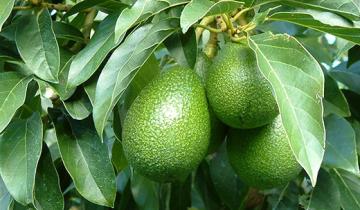 Γιατί δεν πρέπει να πετάμε τη φλούδα του αβοκάντο