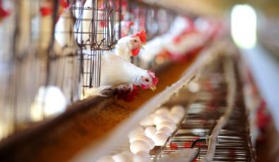 Προβληματίζουν τον ΠΟΥ οι ιοί της γρίπης των πτηνών