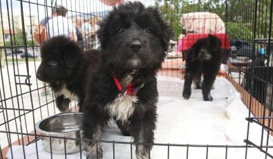 Παγκόσμια Ημέρα Αδέσποτων Ζώων: Μην αγοράζεις, υιοθέτησε