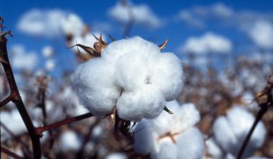 Βαμβάκι: Τέλος ή μια νέα Αρχή; Η ώρα της αλήθειας για τον «λευκό χρυσό»