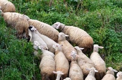 Σε καραντίνα η Κύπρος λόγω αφθώδους πυρετού