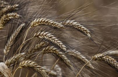 Τρ. Πειραιώς: Ισχυρή άνοδος για τις τιμές σε σιτάρι, σόγια, βοοειδή και βαμβάκι τον Φεβρουάριο