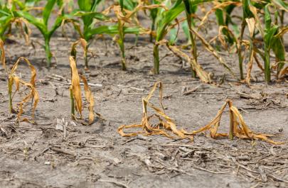 Γιατί η ξηρασία ανεβάζει τον πληθωρισμό τροφίμων;