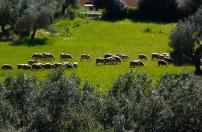 Ευλογιά των αιγοπροβάτων: Τα επικαιροποιημένα συγκεντρωτικά στοιχεία του ΥΠΑΑΤ