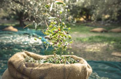 Οι αλλοδαποί υψηλό μεροκάματο, οι Έλληνες καφενείο: Ποιος θα μαζέψει τις ελιές;