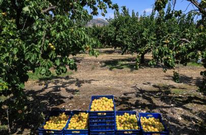 Η βίαιη ενηλικίωση του Κάμπου: Το τέλος του μικροκαλλιεργητή και η επέλαση των «Big Ag»…