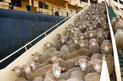 Τα πλοία μεταφοράς ζώντων ζώων, είναι ένας ασφαλέστατος τρόπος μεταφοράς ναρκωτικών