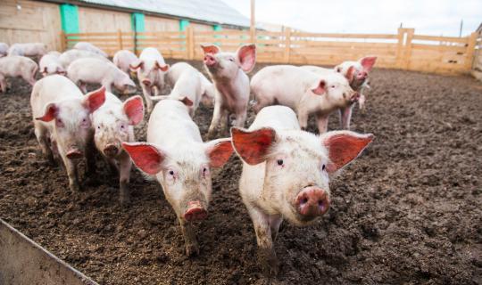 Βρετανία: Προσωρινό «στοπ» στις εισαγωγές ισπανικού χοιρινού κρέατος λόγω της πανώλης των χοίρων
