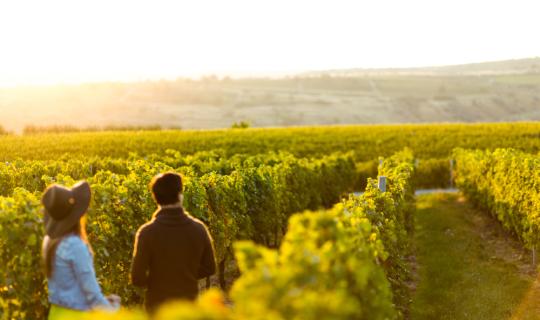 Η παγκόσμια παραγωγή κρασιού παρέμεινε χαμηλή το 2025 εξαιτίας κλιματικών σοκ