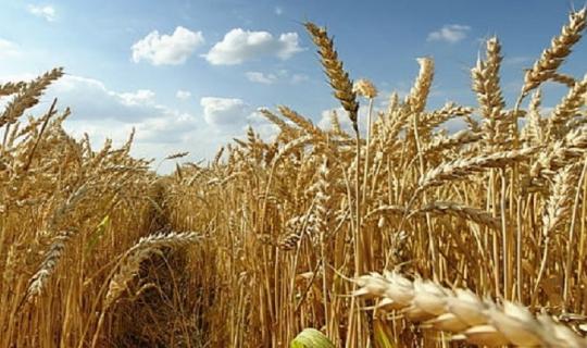 Στην εποχή του «Σφάξε με Αγά μου να Αγιάσω» η λειτουργία της αγοράς σιταριού στην Ελλάδα