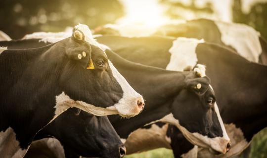 Η κλιματική αλλαγή επηρεάζει και την ποιότητα των τυριών - «Κλειδί» η διατροφή