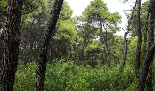 Γιατί πάγωσε ο νόμος για την αποκατάσταση της φύσης – Τι σημαίνει για τους αγρότες και το περιβάλλον