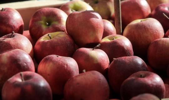 Πρόστιμα 56.000 ευρώ σε δύο εταιρείες πιστοποίησης βιολογικών προϊόντων