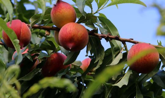 Θεσσαλονίκη: Μεγάλο ενδιαφέρον για την πλατφόρμα καταγραφής εκτάσεων με παραμορφωμένα ροδάκινα και νεκταρίνια
