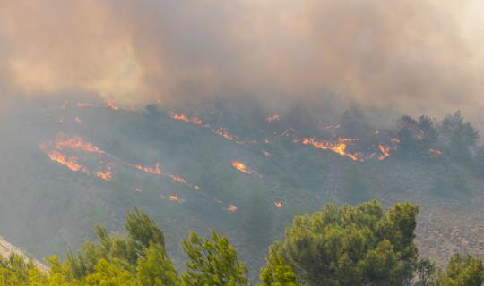 Ρόδος: 50.000 ελαιόδεντρα και 2.500 ζώα «χάθηκαν» στη φωτιά - Μετράει πληγές και η Θεσσαλία