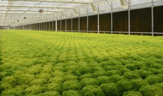 ΕΛΣΤΑΤ: Κατά 21% ακριβότερες οι τιμές εκροών σε Γεωργία - Κτηνοτροφία τον Ιανουάριο