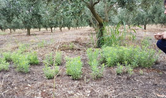 Η Γαλλία του Μακρόν βάζει πλάτη στη γλυφοσάτη, κόντρα στην πράσινη γεωργία!