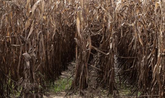 Ενεργοποίηση της κρατικής αρωγής για τις απώλειες σε φυτικό κεφάλαιο