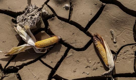 Το καλαμπόκι των πλημμυρισμένων χωραφιών της Θεσσαλίας γίνεται βιοαέριο και ρεύμα