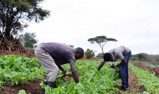 Θα μπορέσει κάποτε η Αφρική να βοηθήσει στη διατροφή του κόσμου;