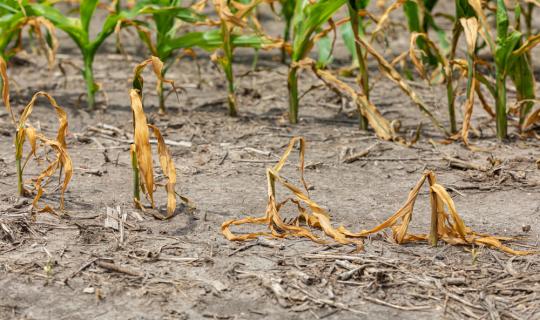 Γιατί η ξηρασία ανεβάζει τον πληθωρισμό τροφίμων;