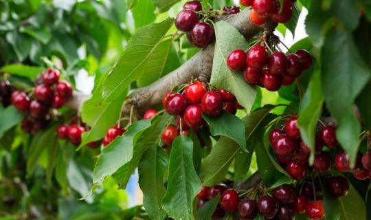 Κεράσια: Μειωμένη για τρίτη χρονιά η παραγωγή – Στα ύψη οι τιμές